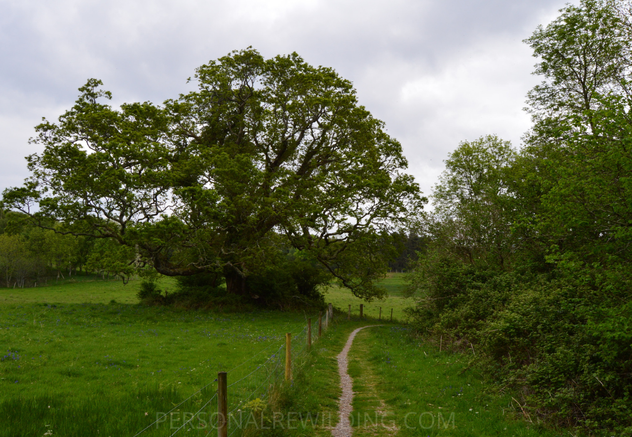Benefits of Walking in Nature