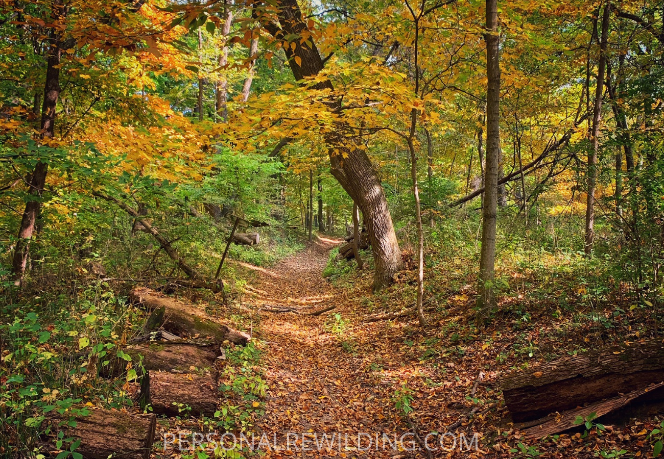 Benefits of Walking in Nature