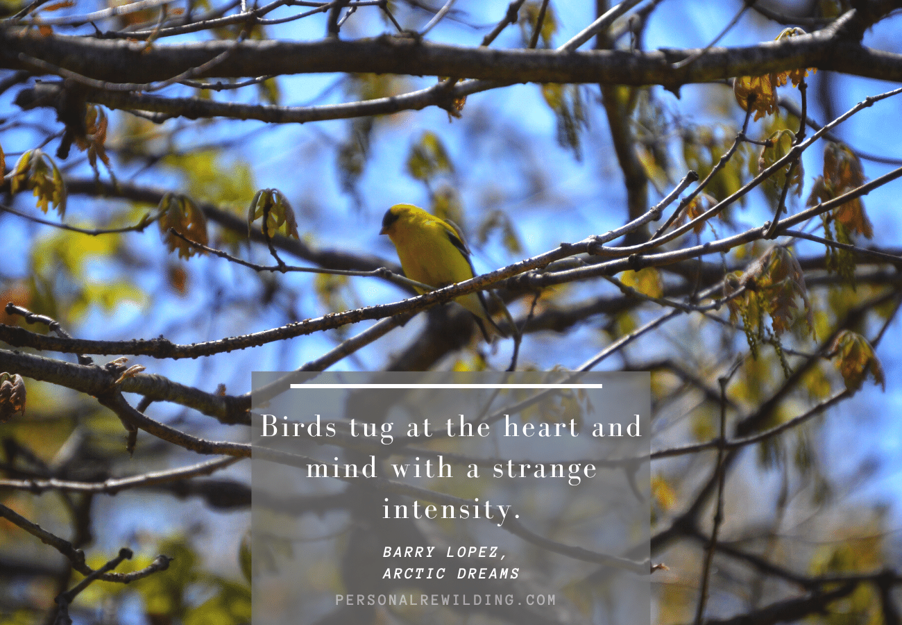 Bird Watching quote by Barry Lopez from Arctic Dreams, with an American Goldfinch in an oak tree.