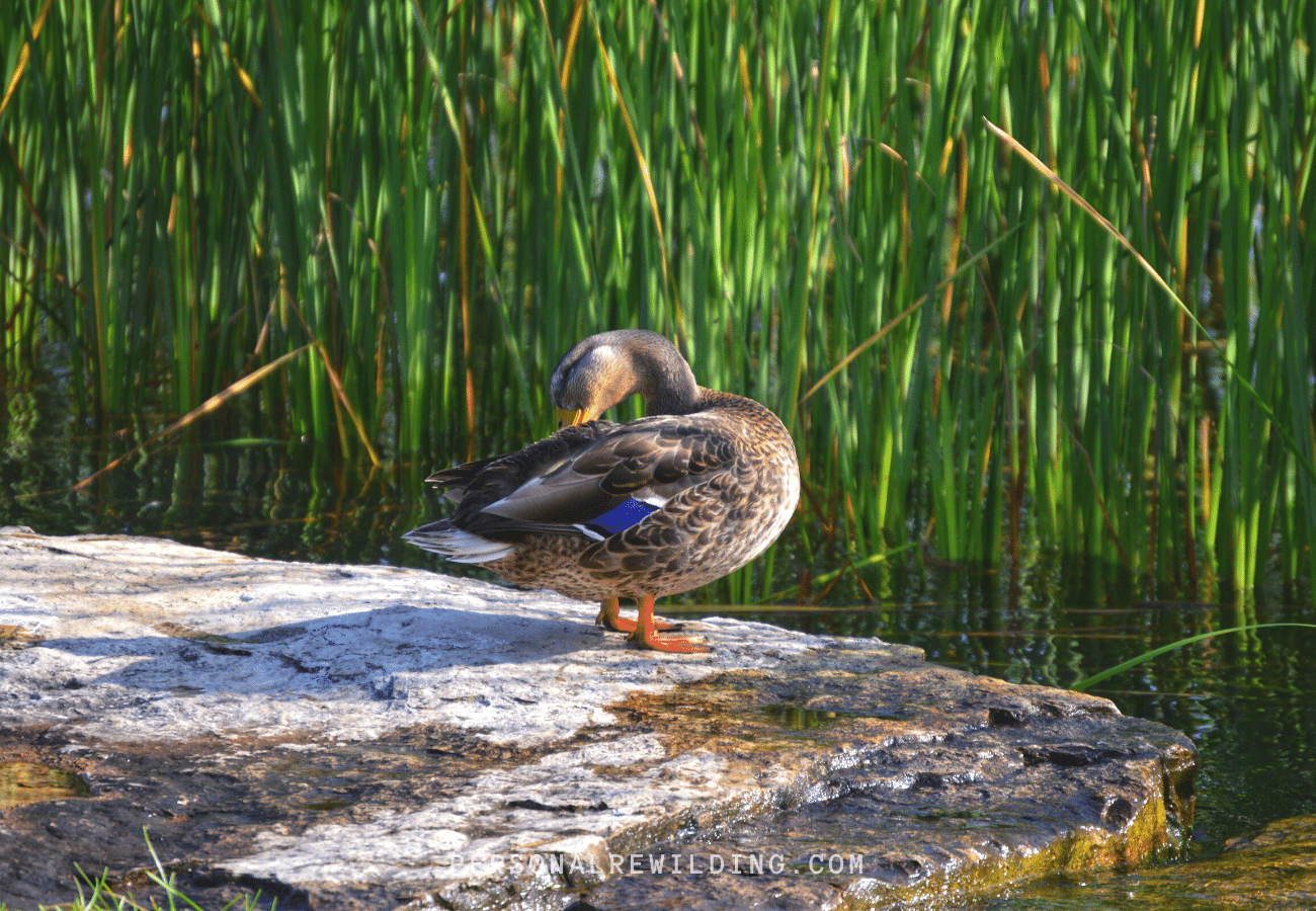 Bird Watching - a mallard at the water's edge.
