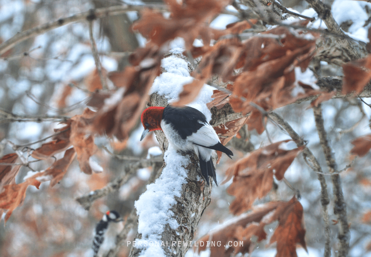 Bird Watching - red-headed woodpecker in a winter oak tree