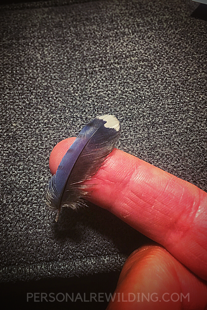 Collecting Feathers - Personal Rewilding