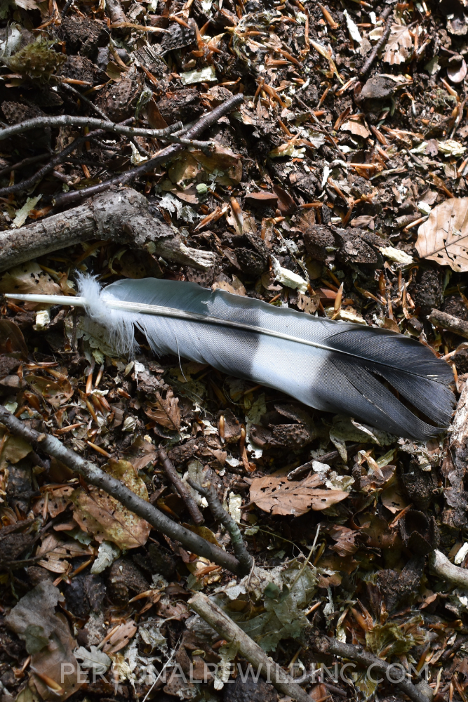 Collecting Feathers - Personal Rewilding