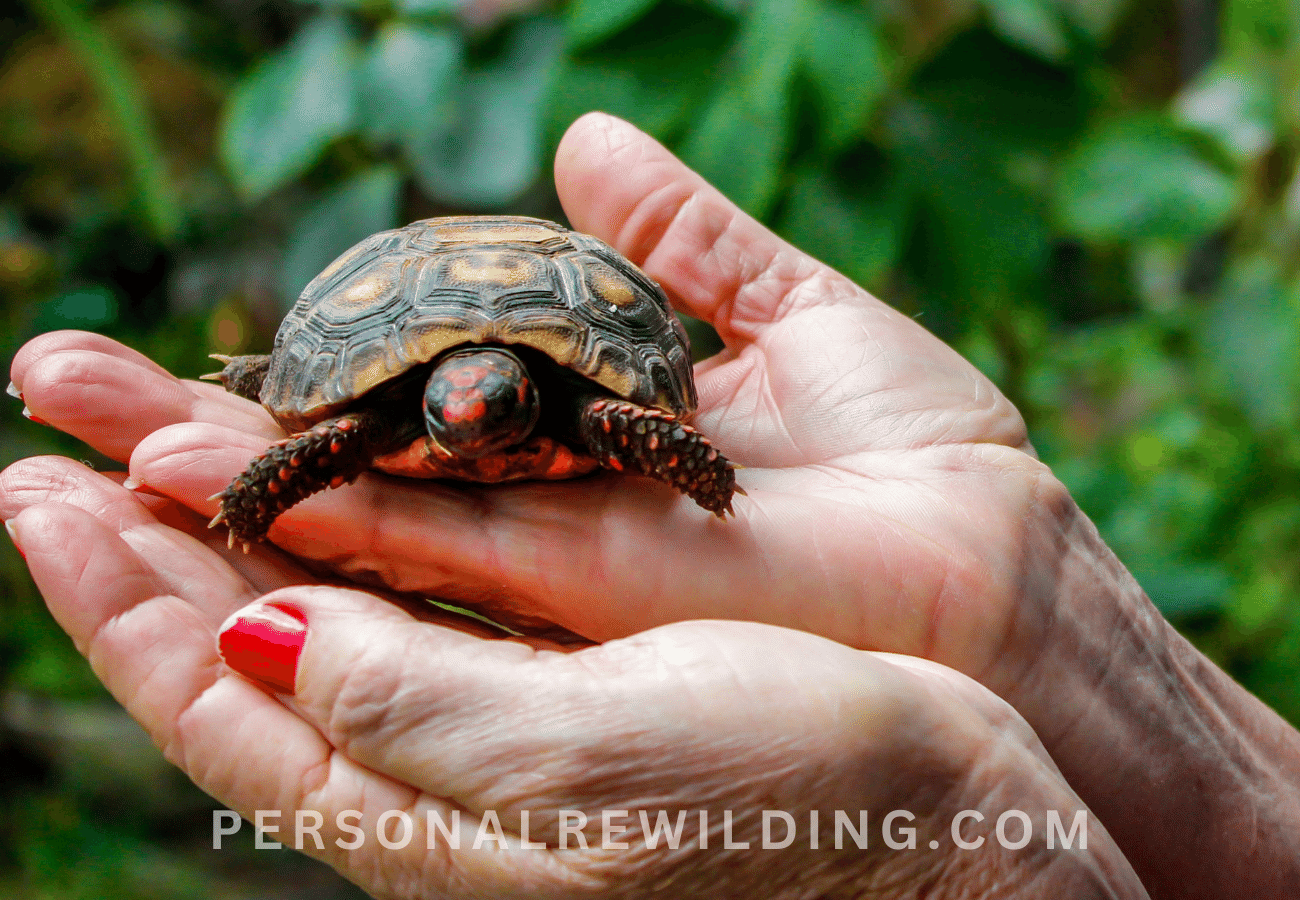 Wildlife Rehabilitation
