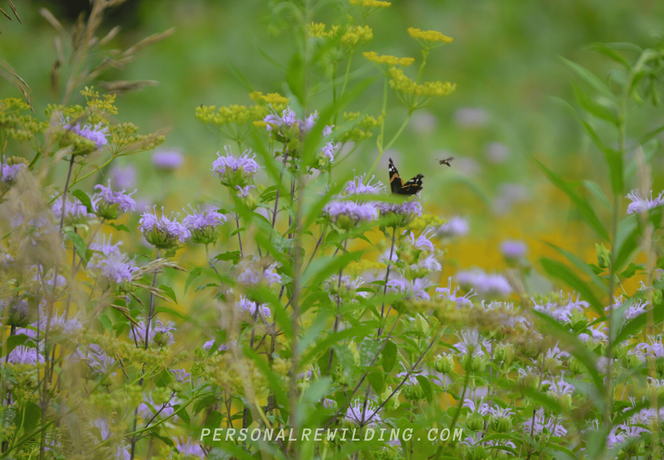 Personal Rewilding - Restoration of a midwestern prairie