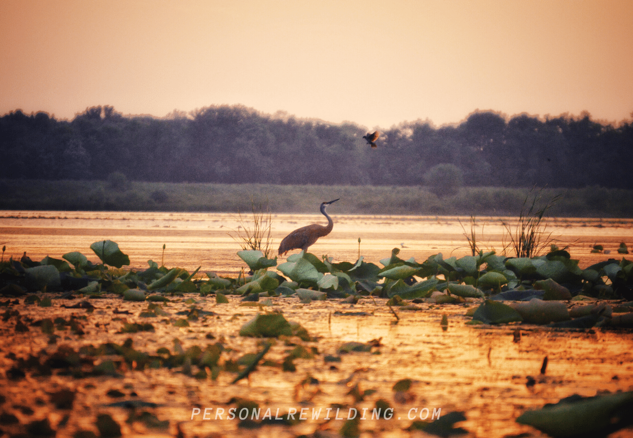 View Wildlife - 9 Reasons to go Kayaking