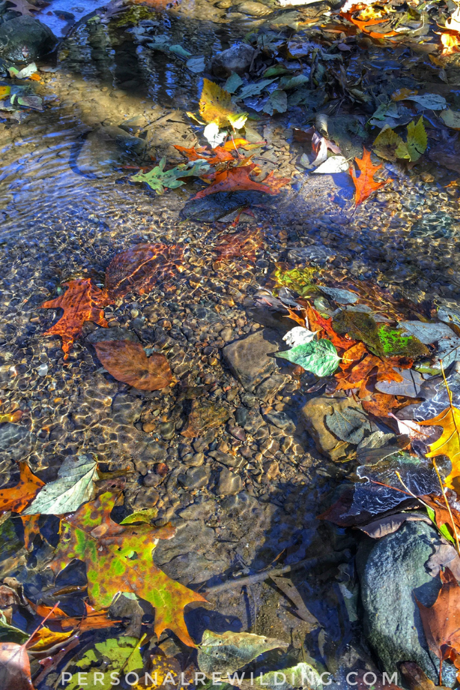 Mindfulness in Nature