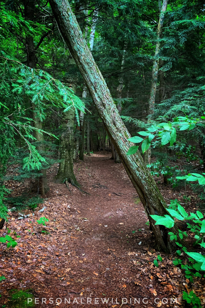 Walking in Nature - the perfect outdoor activity.