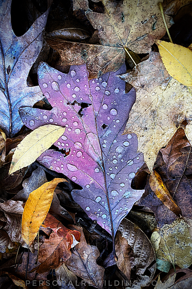 Raindrop on a fallen leaf