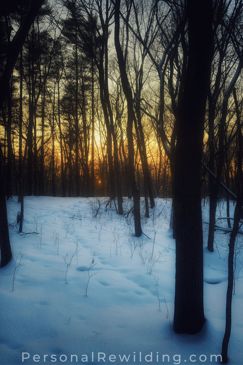 Walking in Winter - winter sunsets