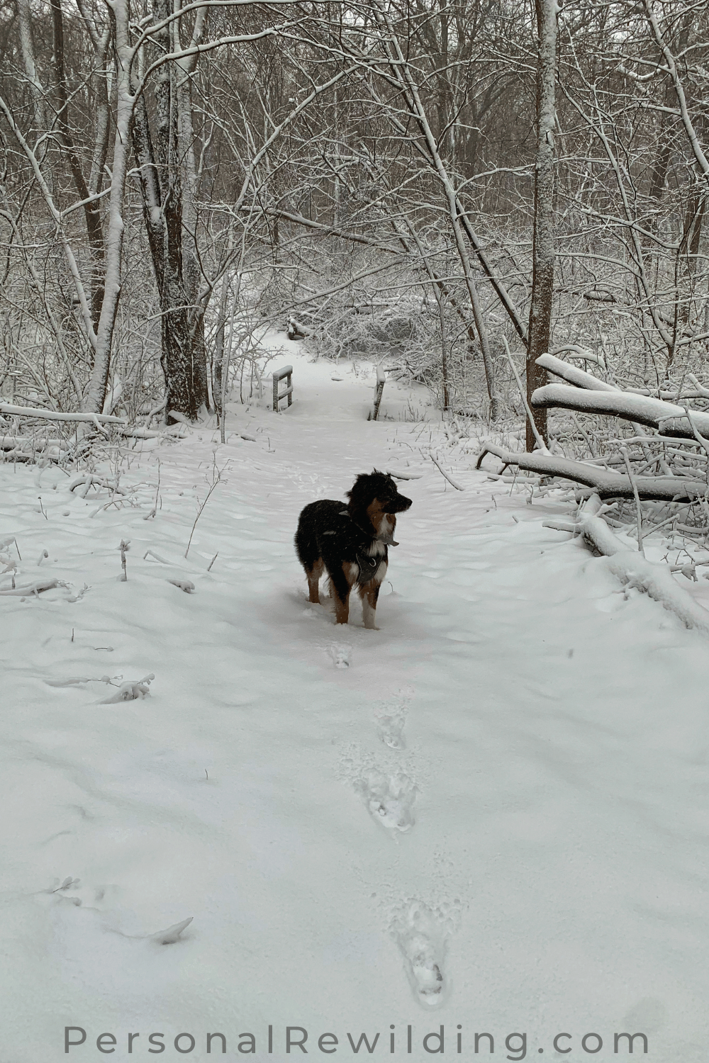 Walking in Winter - dog walking in the snow