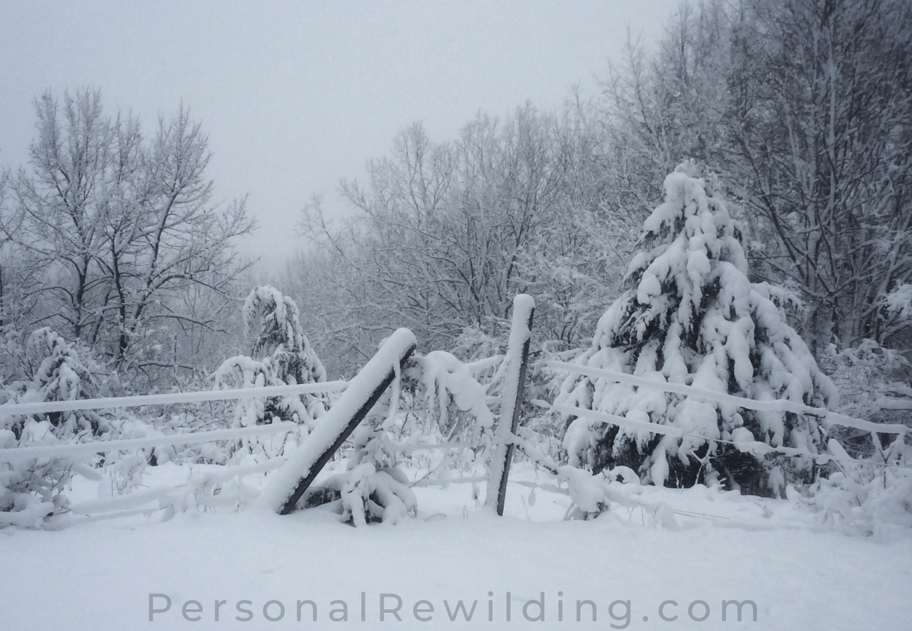 Walking in Winter - a snowy landscape