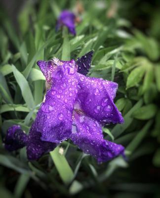 Iris in the Rain